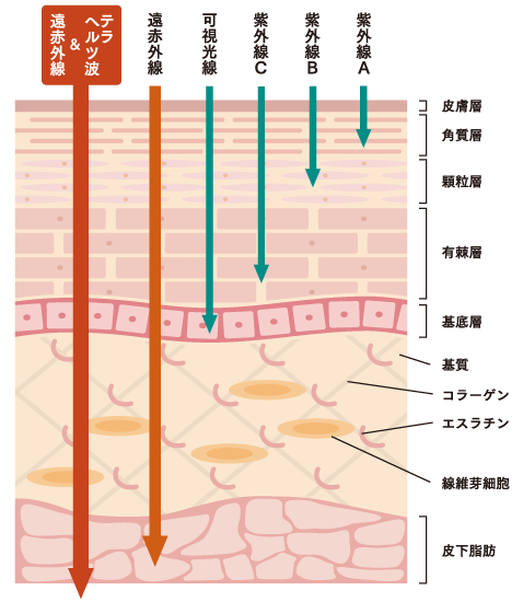 ひとの皮膚構造